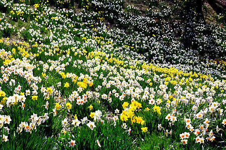水仙花在春天盛开农村花瓣失真白色公园灯泡生长季节植物国家图片