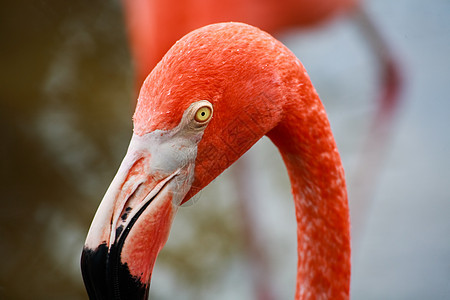 佛罗里达一个公园里的红色火烈红火烈酒野生动物火烈鸟情调沼泽地丛林动物园荒野眼睛橙子羽毛图片