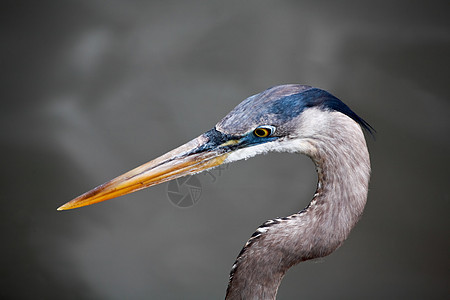 佛罗里达一个公园中的热带鸟白色脖子蓝色眼睛池塘野生动物羽毛荒野苍鹭图片