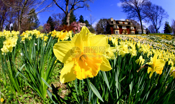 水仙花在春天盛开灯泡植物季节农村国家花瓣花园镜片生长白色图片