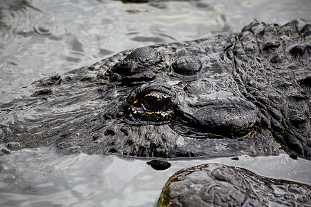 佛罗里达州公园里的鳄鱼危险动物沼泽展示竞争者愤怒对抗公园爬虫怪物图片