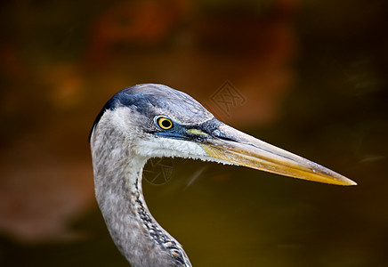 佛罗里达一个公园中的热带鸟荒野眼睛池塘羽毛蓝色野生动物苍鹭脖子白色图片