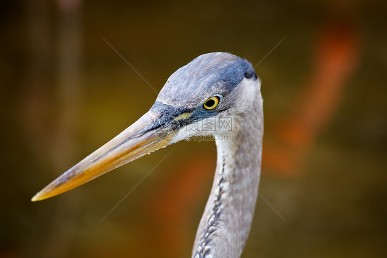 佛罗里达一个公园中的热带鸟羽毛眼睛白色脖子蓝色苍鹭荒野池塘野生动物图片