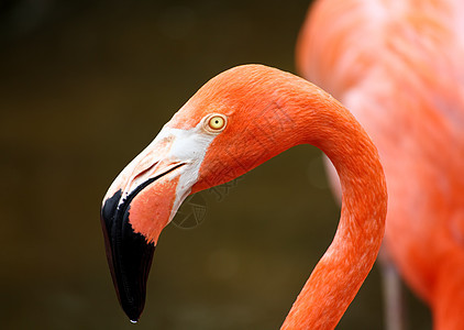 佛罗里达一个公园里的红色火烈红火烈酒情调池塘翅膀脖子鹦鹉动物园美丽橙子丛林荒野图片
