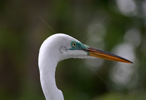 佛罗里达一个公园中的热带鸟白色野生动物蓝色羽毛眼睛苍鹭荒野池塘脖子图片