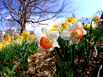 水仙花在春天盛开季节晴天农村花瓣白色公园镜片植物鱼眼国家图片