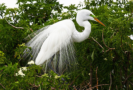 佛罗里达一个公园中的热带鸟野生动物蓝色池塘荒野脖子羽毛眼睛白色苍鹭图片