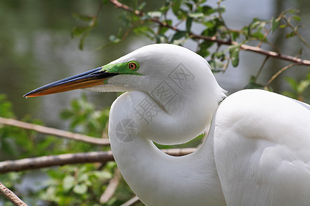 佛罗里达一个公园中的热带鸟池塘白色苍鹭蓝色眼睛荒野野生动物脖子羽毛图片