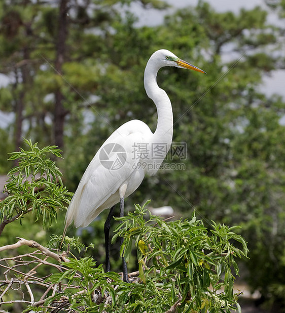 佛罗里达一个公园中的热带鸟野生动物脖子羽毛池塘苍鹭蓝色眼睛白色荒野图片
