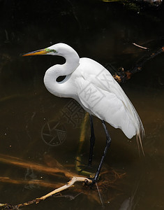 佛罗里达一个公园中的热带鸟羽毛脖子苍鹭荒野蓝色白色眼睛池塘野生动物图片