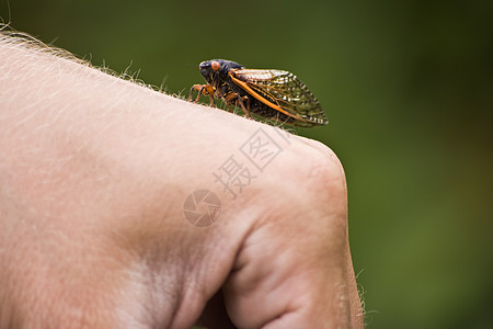 Cicada 胶状绿色昆虫图片