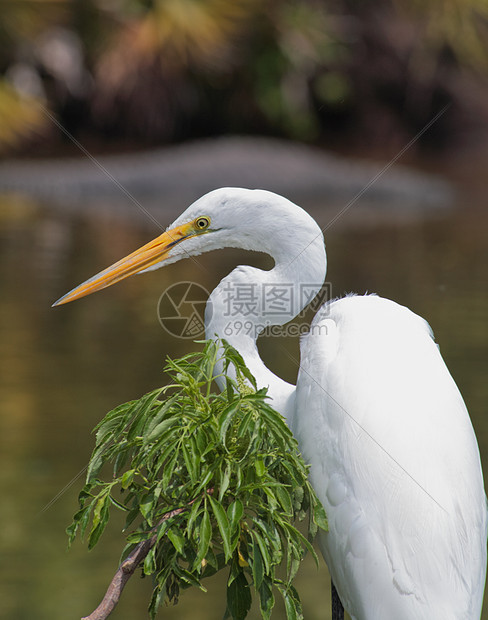 佛罗里达一个公园中的热带鸟白色苍鹭蓝色羽毛池塘荒野眼睛野生动物脖子图片