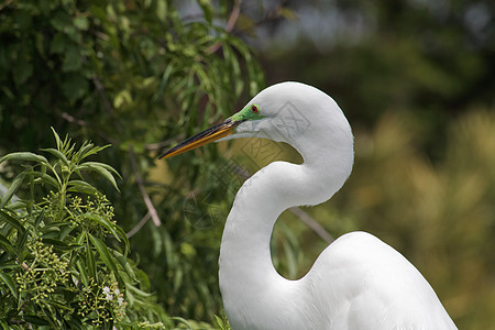 佛罗里达一个公园中的热带鸟苍鹭眼睛蓝色脖子白色池塘荒野羽毛野生动物图片