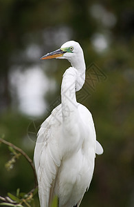 佛罗里达一个公园中的热带鸟荒野池塘眼睛脖子蓝色野生动物苍鹭白色羽毛图片