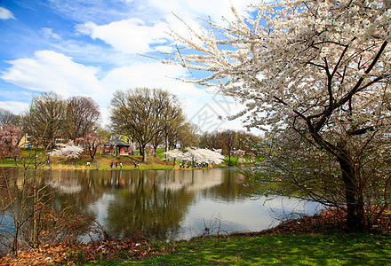 新泽西的樱花花节吸引力时间游客生长公园蓝色旅游观光季节球衣图片