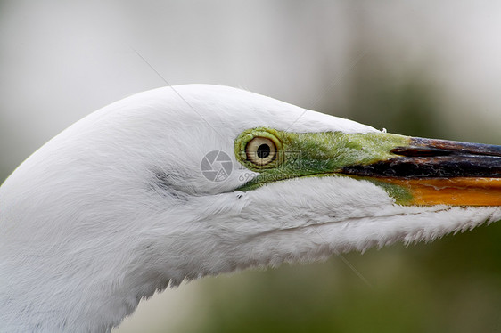 佛罗里达一个公园中的热带鸟野生动物羽毛荒野白色蓝色眼睛池塘苍鹭脖子图片