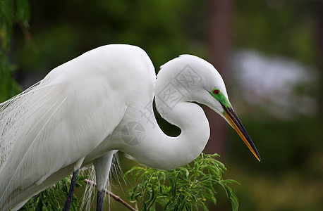 佛罗里达一个公园中的热带鸟眼睛苍鹭野生动物蓝色脖子池塘白色羽毛荒野图片