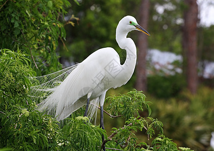 佛罗里达一个公园中的热带鸟眼睛脖子羽毛蓝色白色荒野池塘苍鹭野生动物图片
