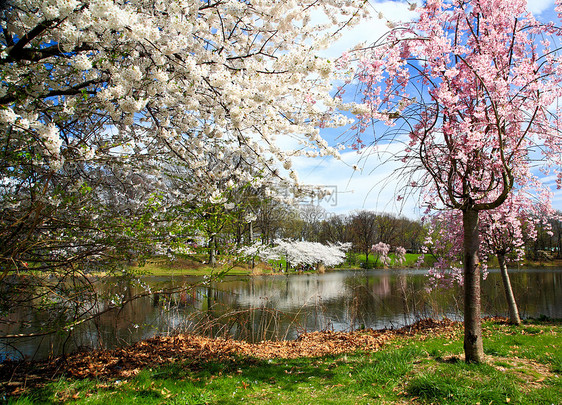 新泽西的樱花花节时间旅游观光球衣反射公园旅行游客节日城市图片
