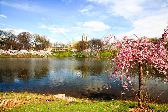 新泽西的樱花花节观光大教堂节日吸引力球衣旅游时间反射季节蓝色图片