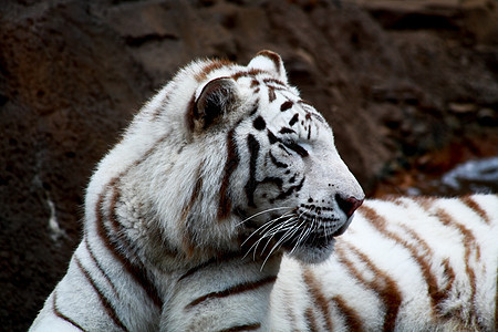 白老虎闭合濒危牙齿野生动物森林愤怒侵略打猎动物丛林动物园图片