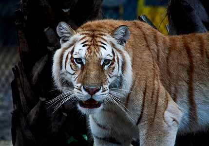 棕色老虎闭合猎人打猎公园野猫森林条纹动物园侵略狮子丛林图片