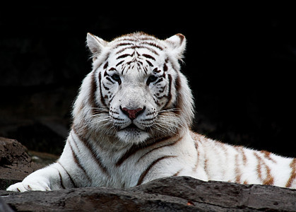白老虎闭合牙齿猎人猎豹动物园狮子野生动物动物条纹丛林野猫图片