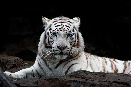 白老虎闭合愤怒打猎野生动物森林猎人侵略条纹野猫动物园丛林图片