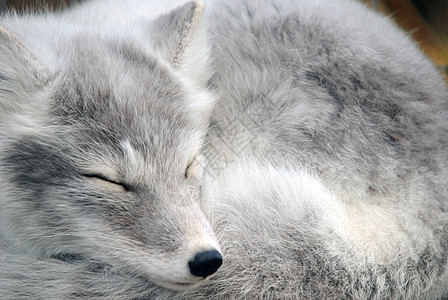 北极狐野生动物动物哺乳动物毛皮白色图片