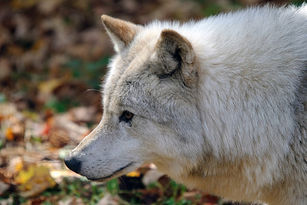 北极野狼犬类野生动物荒野捕食者动物哺乳动物毛皮图片