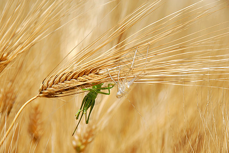 小麦耳朵上的昆虫碎粒播种粮食蚱蜢质量动物农场文化谷物图片