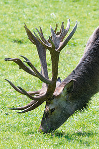 鹿场地马鹿牛角荒野公园架子男性猎人鹿角野生动物图片