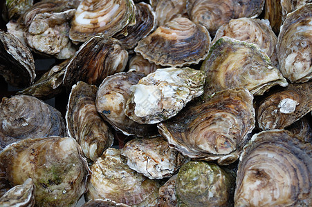 牡蛎海鲜水果餐厅贝壳生蚝产品奢华食物营养品贝类背景图片