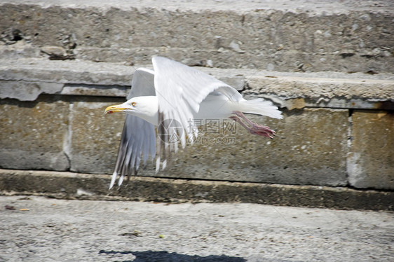 海鸥登陆动物海岸航班荒野翅膀海洋白色野生动物羽毛图片