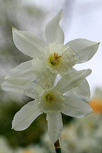 水仙花在春天盛开生长季节农村公园国家房子植物园灯泡花瓣花园图片