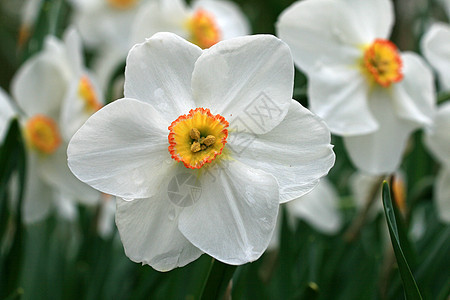 水仙花在春天盛开白色花园植物生长国家房子季节灯泡植物园农村图片