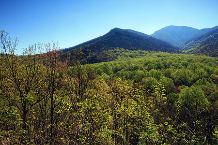 烟雾山区国家公园疾病首脑蓝色森林大路生态季节远足松树顶峰图片