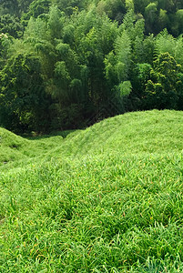 青竹绿草原木头风景太阳阳光公园天堂晴天季节叶子竹子图片