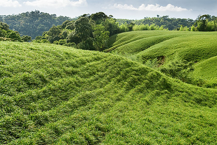 绿色草原土地场地自然牧场场景蓝色国家公园植物风景图片