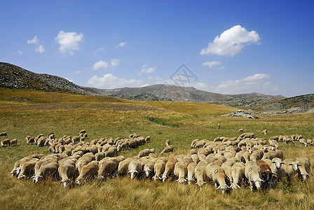 比斯特拉山上的羊羊图片