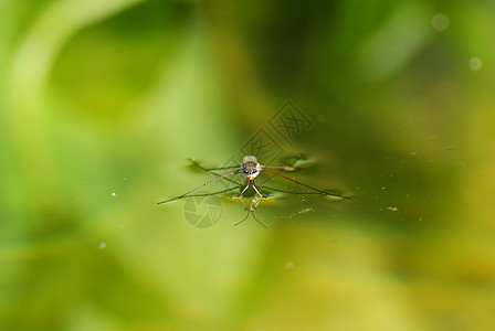水位的倾斜度宏观翅膀野生动物蜘蛛绿色植物植物昆虫绿色反射动物图片
