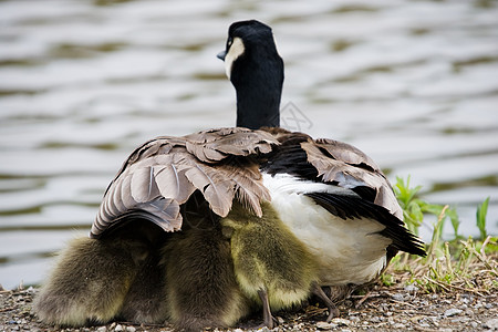 Goose 保护小鹅免受元素的伤害图片