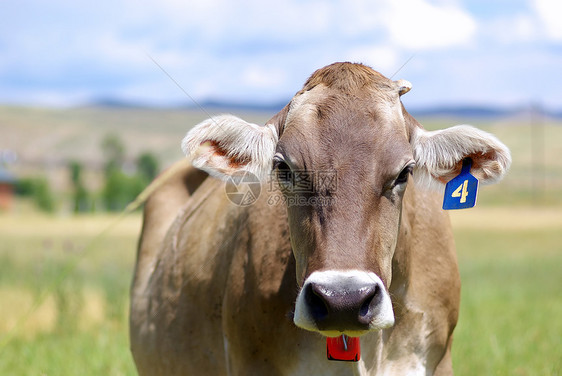 奶牛生物动物奶制品乡村家畜哺乳动物农场草地棕色牧场图片