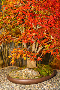 一个日本菊花秀代码妈妈展示花束季节菊花植物地理花园花瓣图片