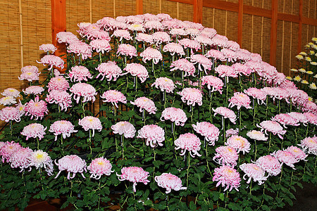 一个日本菊花秀花束标记地理代码季节妈妈花园植物菊花花瓣图片