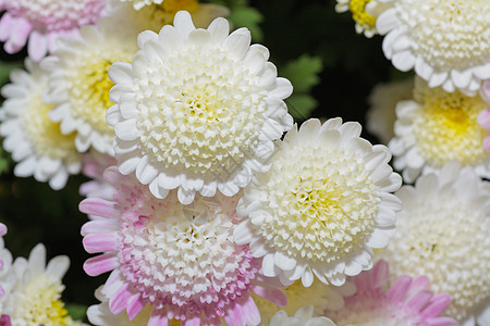 一个日本菊花秀代码妈妈地理花瓣花园展示季节花束标记菊花图片