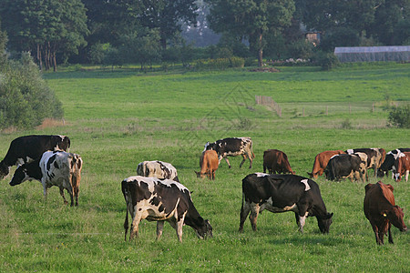 奶牛牧场牛群团体哺乳动物动物奶牛农业牧场天空森林场地食物背景