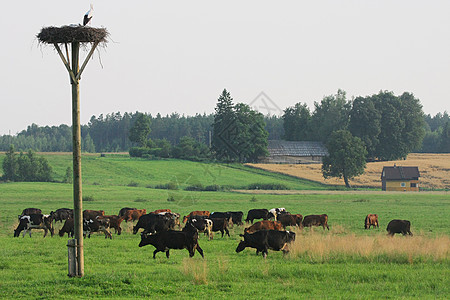 牛群场地牛棚谷仓动物家畜奶牛土地哺乳动物草地场景图片