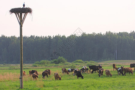 牛群团体奶牛食物场地土地天空牧场城市农场风景图片