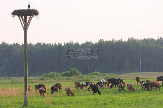 牛群团体奶牛食物场地土地天空牧场城市农场风景图片